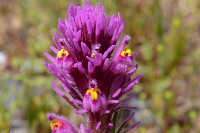 Exserted Indian Paintbrush or Purple Owl Clover as it is sometimes called has a purple to rose flower with yellow and white. Flowers are in clusters with 5 to 9 lobes. Castilleja exserta